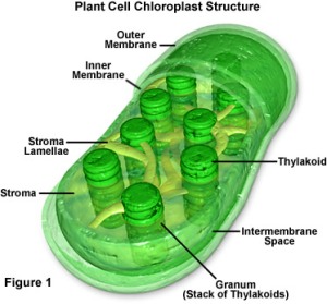 Struktur Kloroplas