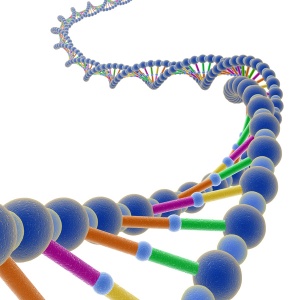 Struktur Untai Ganda DNA (sumber: sinauislam)