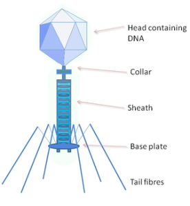 Struktur Bakteriofage (Sumber: answers.com)