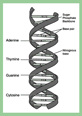 Struktur DNA (Sumber:library.thinkquest.org )