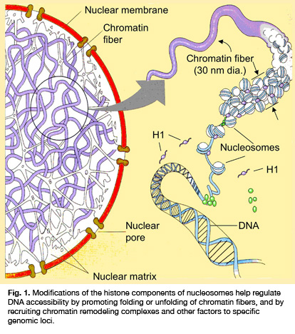 Kromatin, Kromosom dan DNA