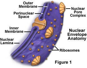 Struktur Membran Inti (sumber: micro.magnet.fsu.edu)