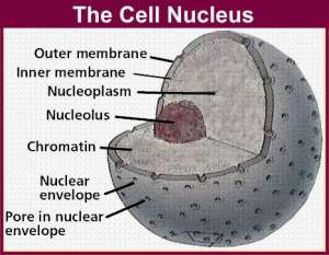 Struktur Nukleus (Sumber: becomehealthynow.com)