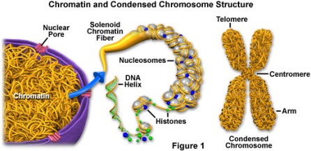 Kromatin dan Kromosom (sumber: micro.magnet.fsu.edu)