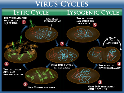 Daur Hidup Virus (Sumber: www.coryvannote.com)