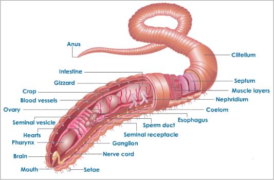 Virtual Earthworm Dissection Image borrowed from the Virtual Dissection 