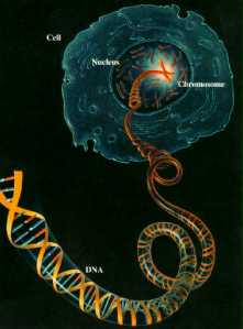 DNA dan Inti Sel