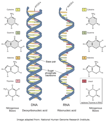 Perbandingan struktur DNA dan RNA 