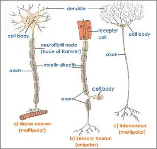 types-of-neuron-in-human